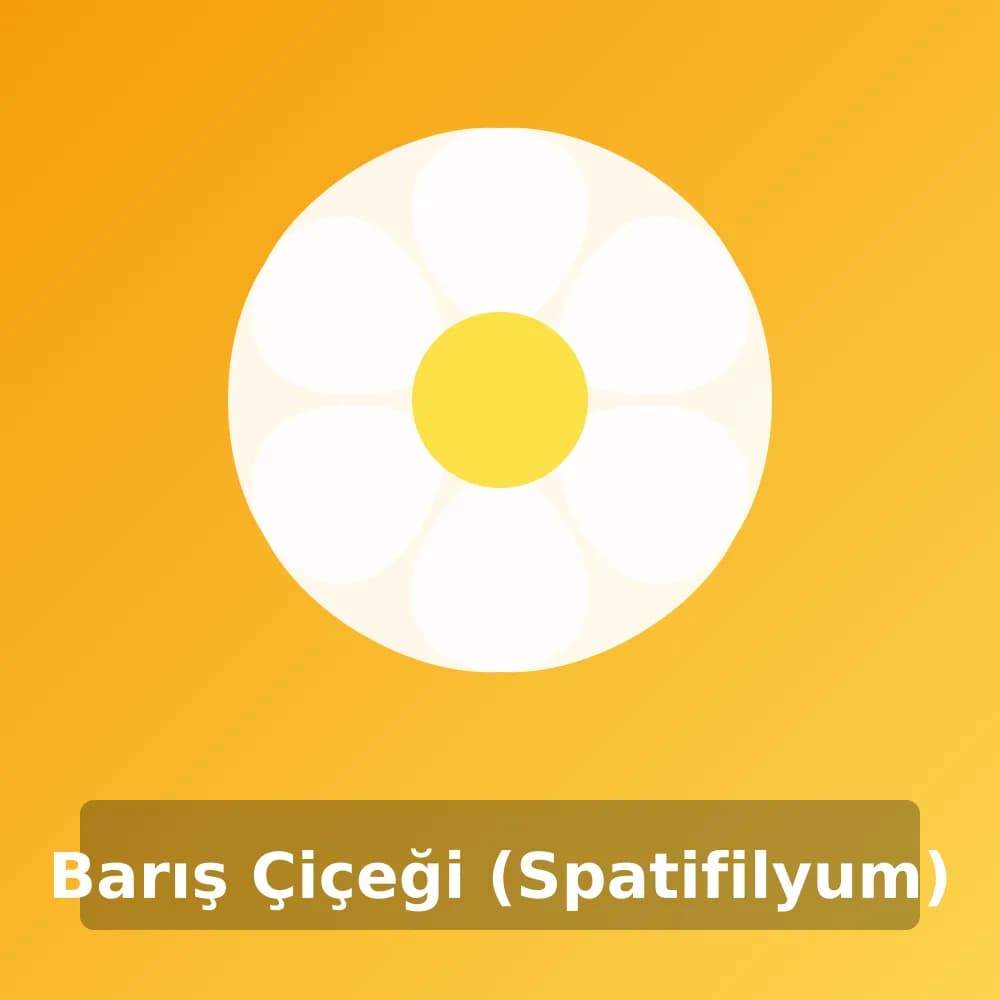 Barış Çiçeği (Spatifilyum)