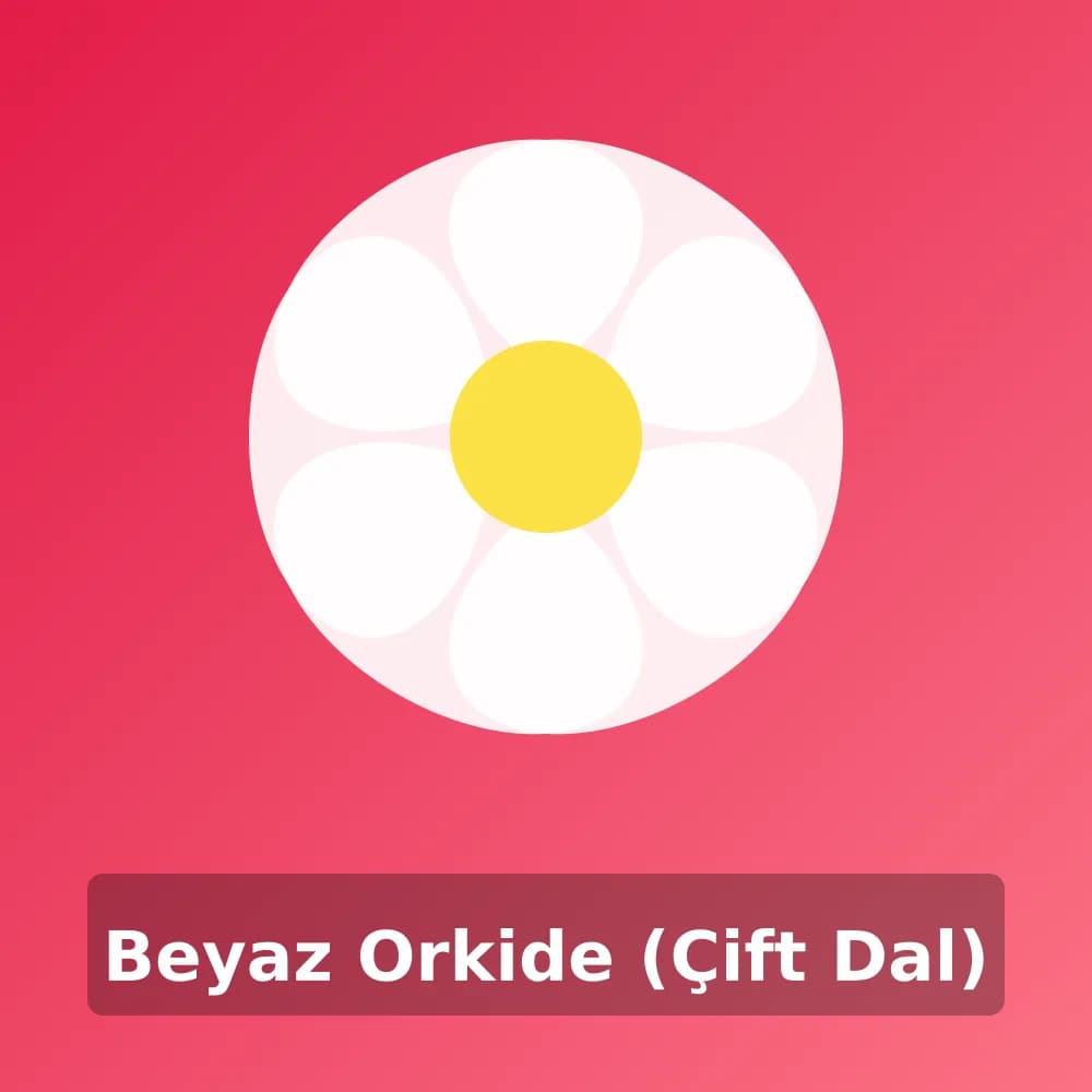 Beyaz Orkide (Çift Dal)